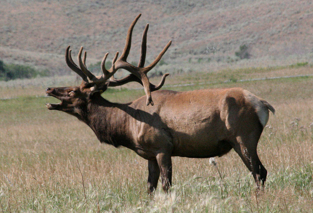 Bugling Elk Montana photo