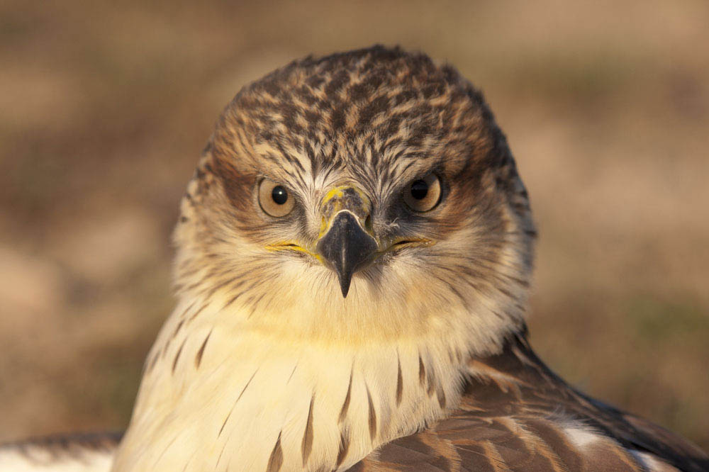 Hawk close up photo Montana Photographer MT