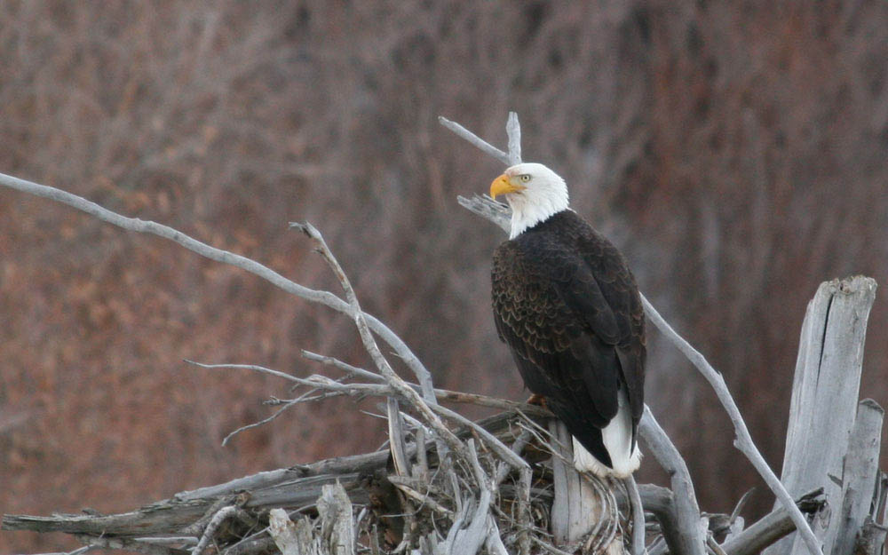 Bald eagle photo Montana Photographer MT